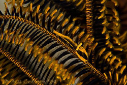 Crinoid Shrimp.  Wakatobi, SE Sulawesi.  Canon 40D, Canon... by Ross Gudgeon 